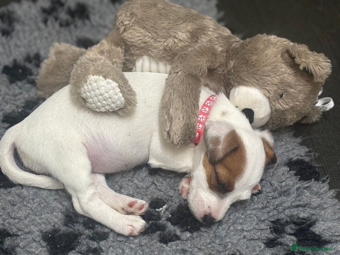 Jack Russell dogs for sale: Jack Russel Molly  - Advert 1