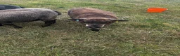 Sheep livestock for sale: 4 ryeland sheep  in Penzance - Advert 2