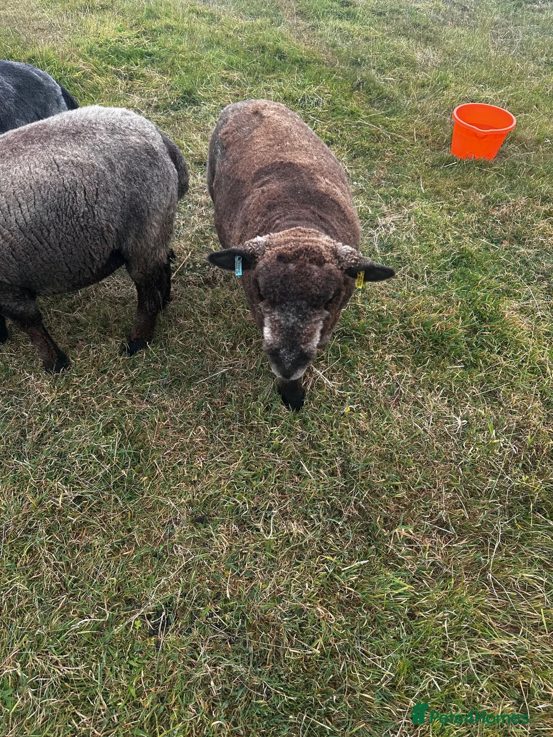 Sheep livestock for sale: 4 ryeland sheep  in Penzance - Advert 2