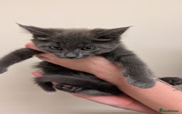 Maine Coon cats for sale: 4 Maine Coon / Ragdoll kittens - Image 2