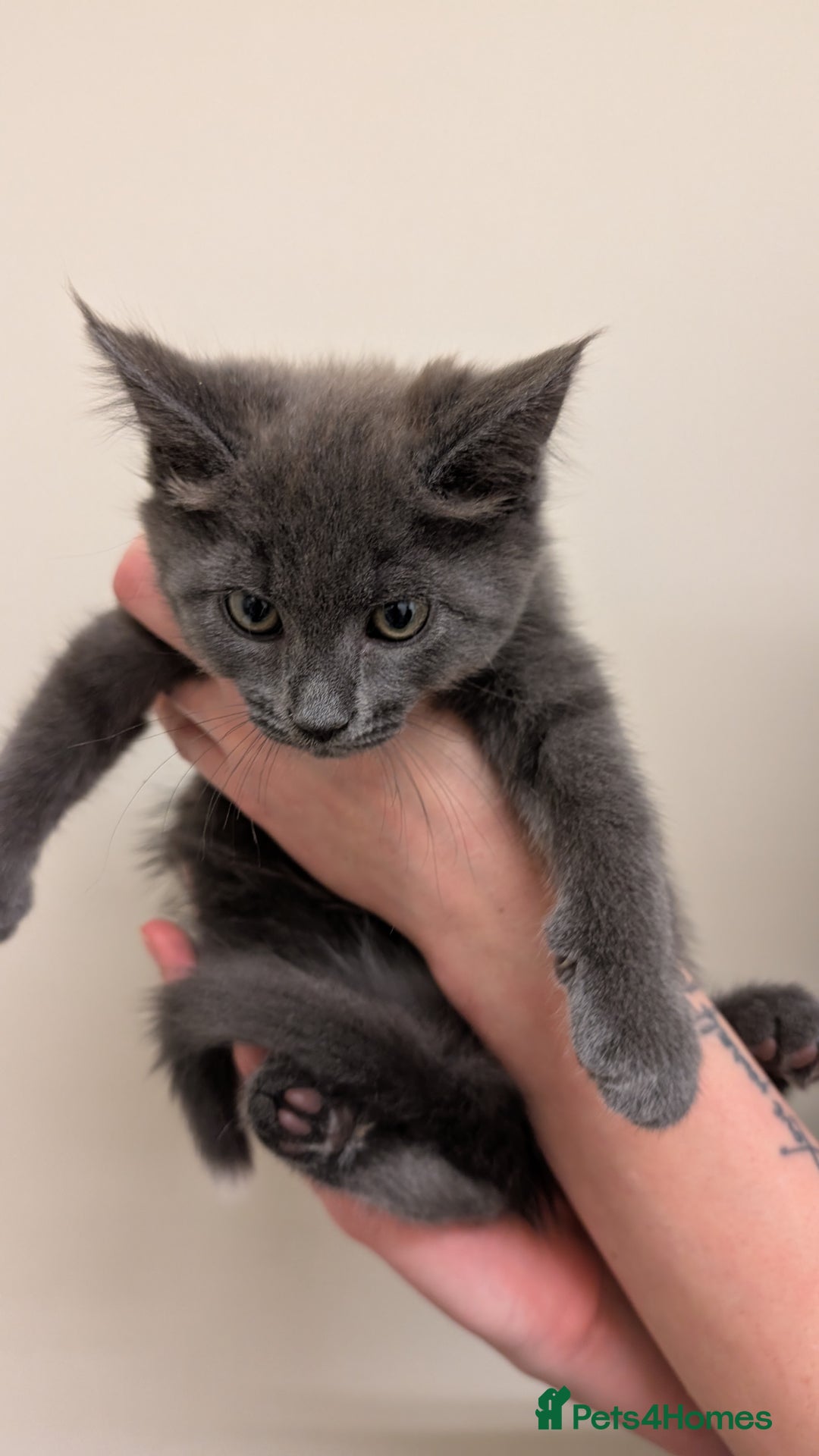 Maine Coon cats for sale: 4 Maine Coon / Ragdoll kittens - Image 2