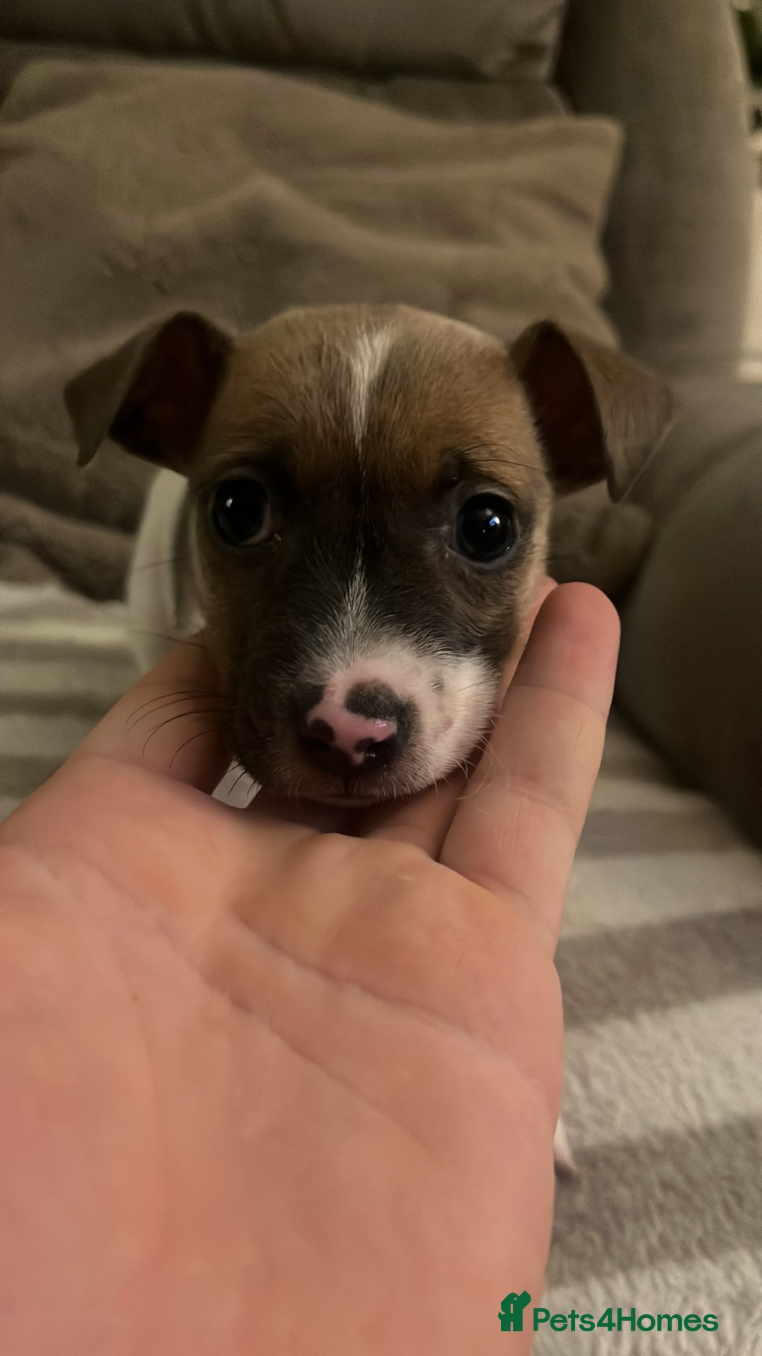 Jack Russell dogs for sale: 4 left!!! Blue/red tri JR puppies  - Advert 40