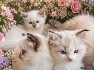Ragdoll cats 💎 Stunning pedigree unique colour kittens ✨💎 - Advert 7