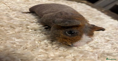 Guinea Pig rodents * RARE FULL BREED SKINNY PIG BABIES! - Advert 4