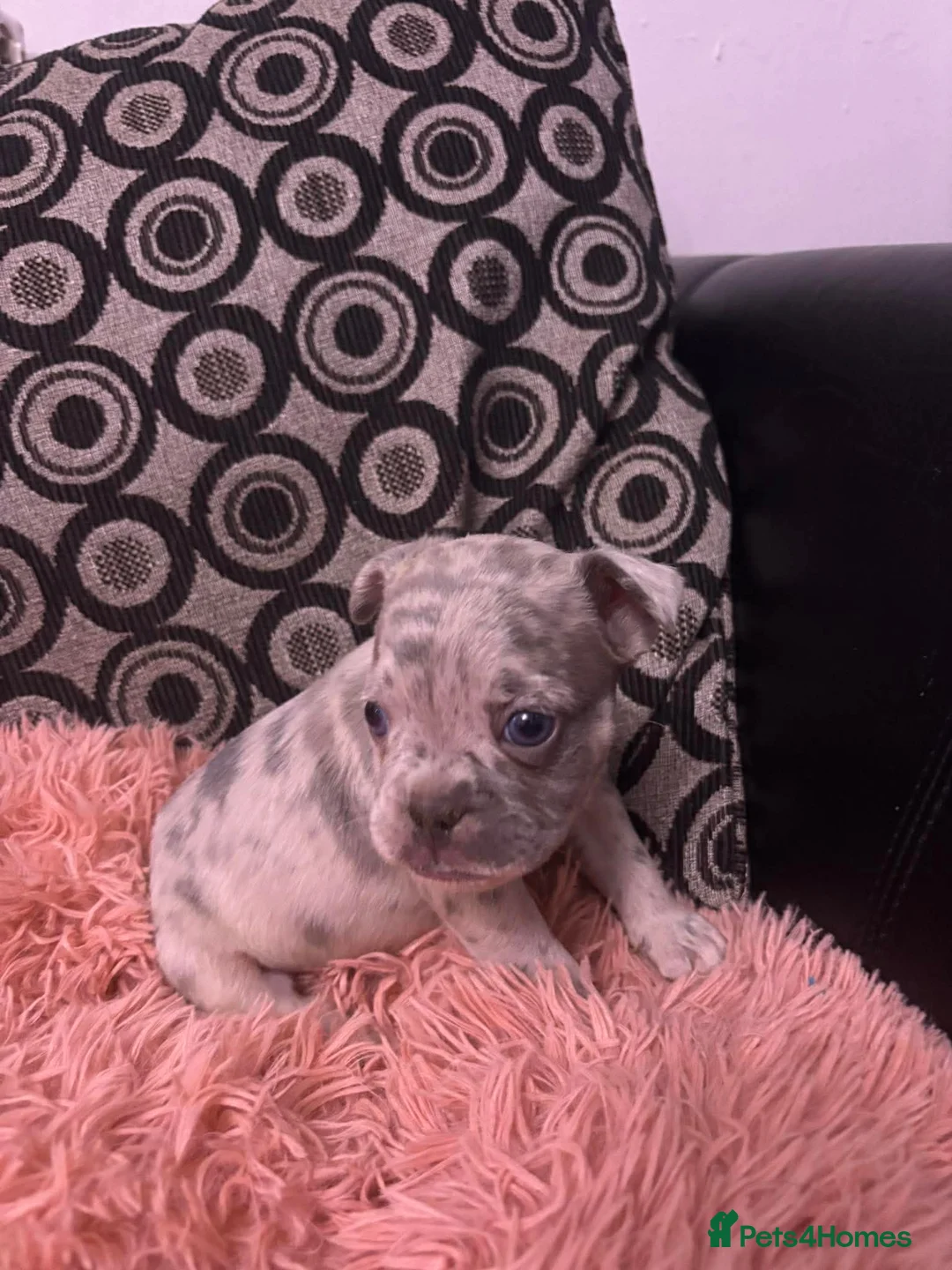 Mixed Breed dogs for sale: French pocket bully’s  in Grays - Advert 6