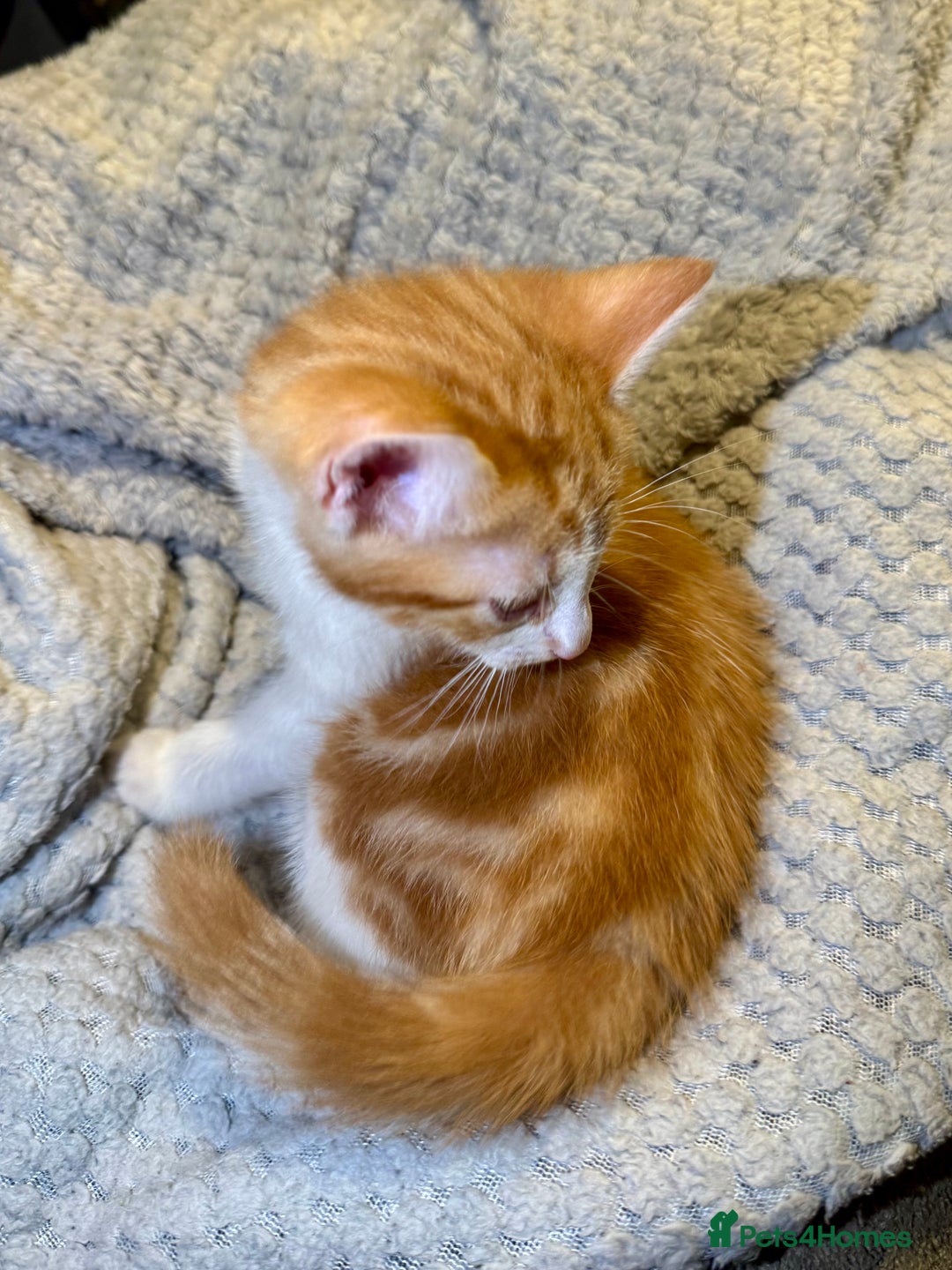Domestic Shorthair cats for sale: Real life Garfield🤩 - Image 33