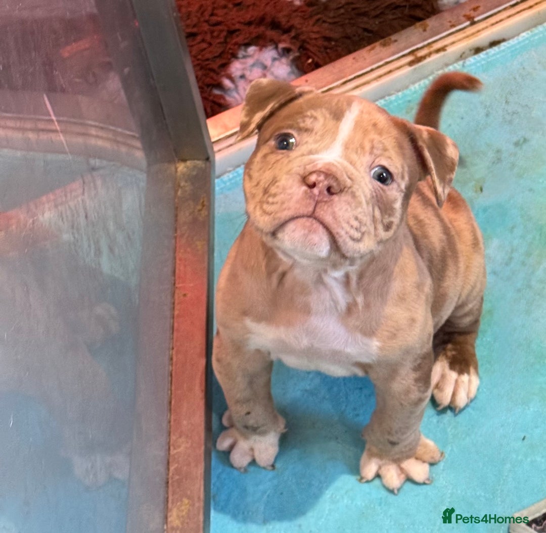 Olde English Bulldogge dogs for sale: (Reduced) Olde English Bulldogges puppies  - Advert 19