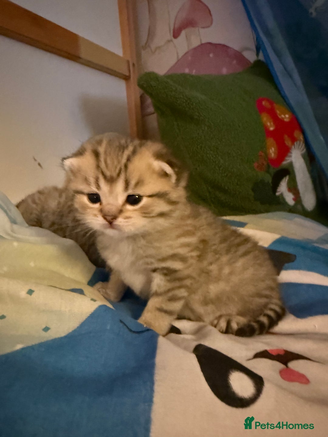 British Shorthair cats for sale: Champion British shorthair kitten  - Advert 15