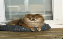 Pomeranian dogs for sale: Teddybear cuddly Retired spayed 1-2 years old  - Image 14