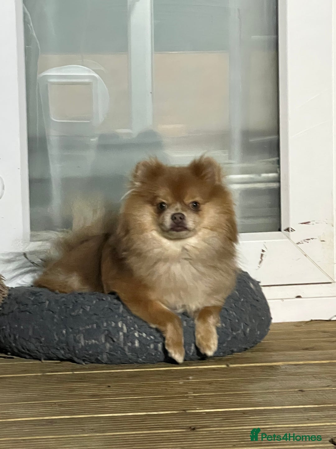 Pomeranian dogs for sale: Teddybear cuddly Retired spayed 1-2 years old  - Image 14