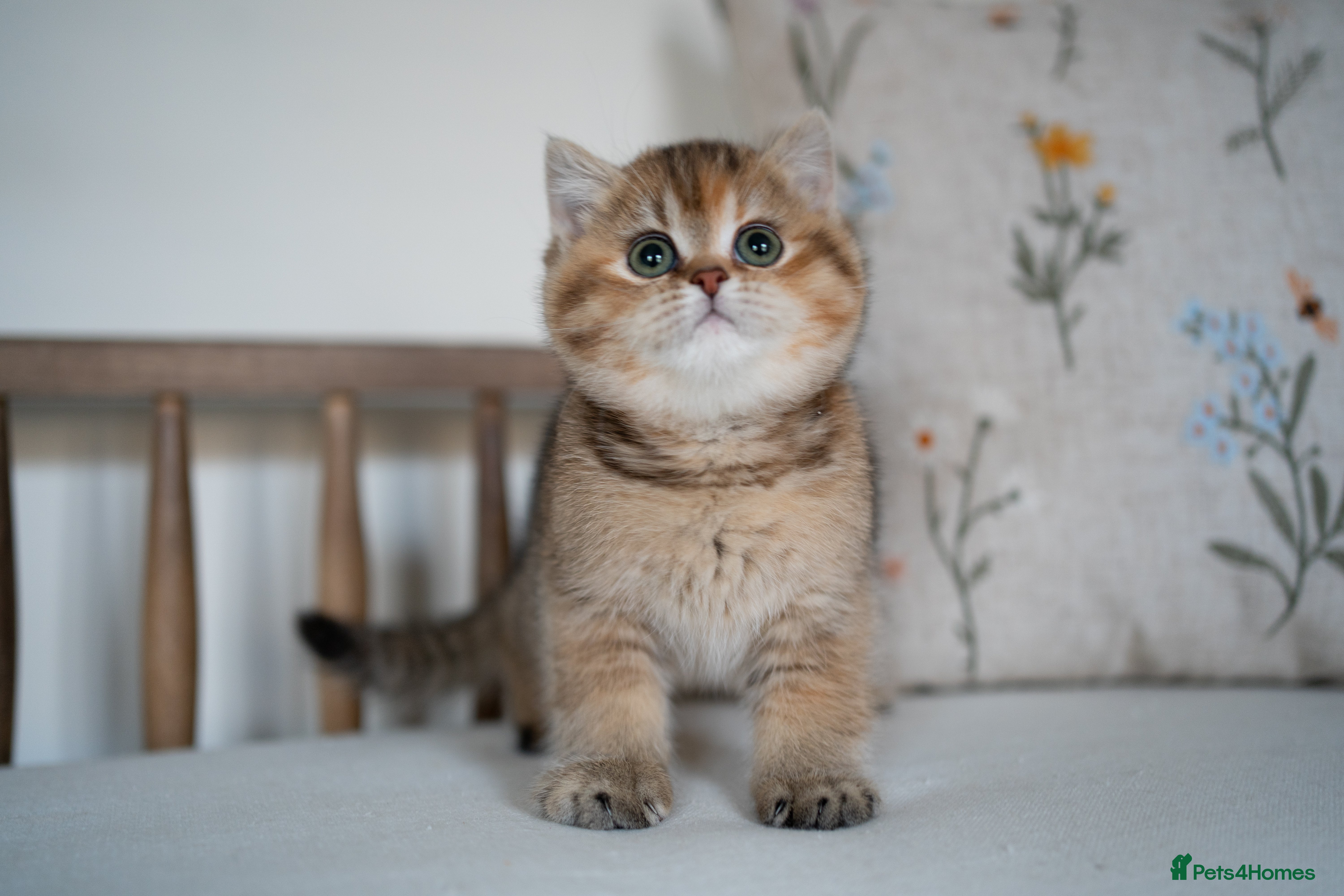 British Shorthair cats 1 girl available : ready to go ! - Advert 7