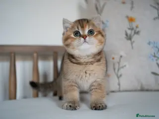 British Shorthair cats 1 girl available : ready to go ! - Advert 12