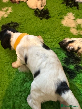 Sprocker dogs - Advert 1