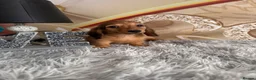 Miniature Dachshund dogs for sale: READY NOW Kc reg boys & girls - Advert 27