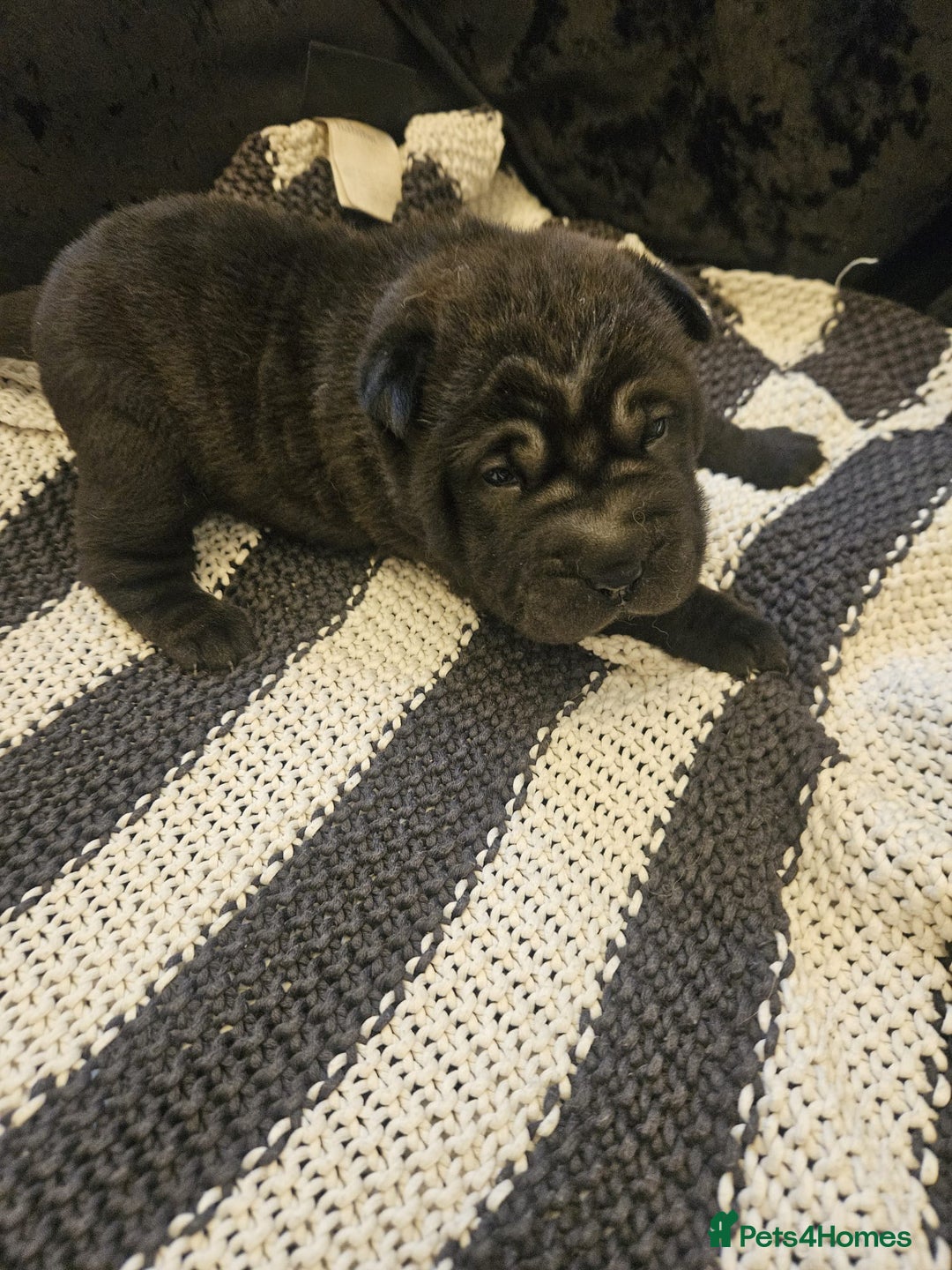 Shar Pei dogs for sale: 3 Shar Pei boys - Image 1