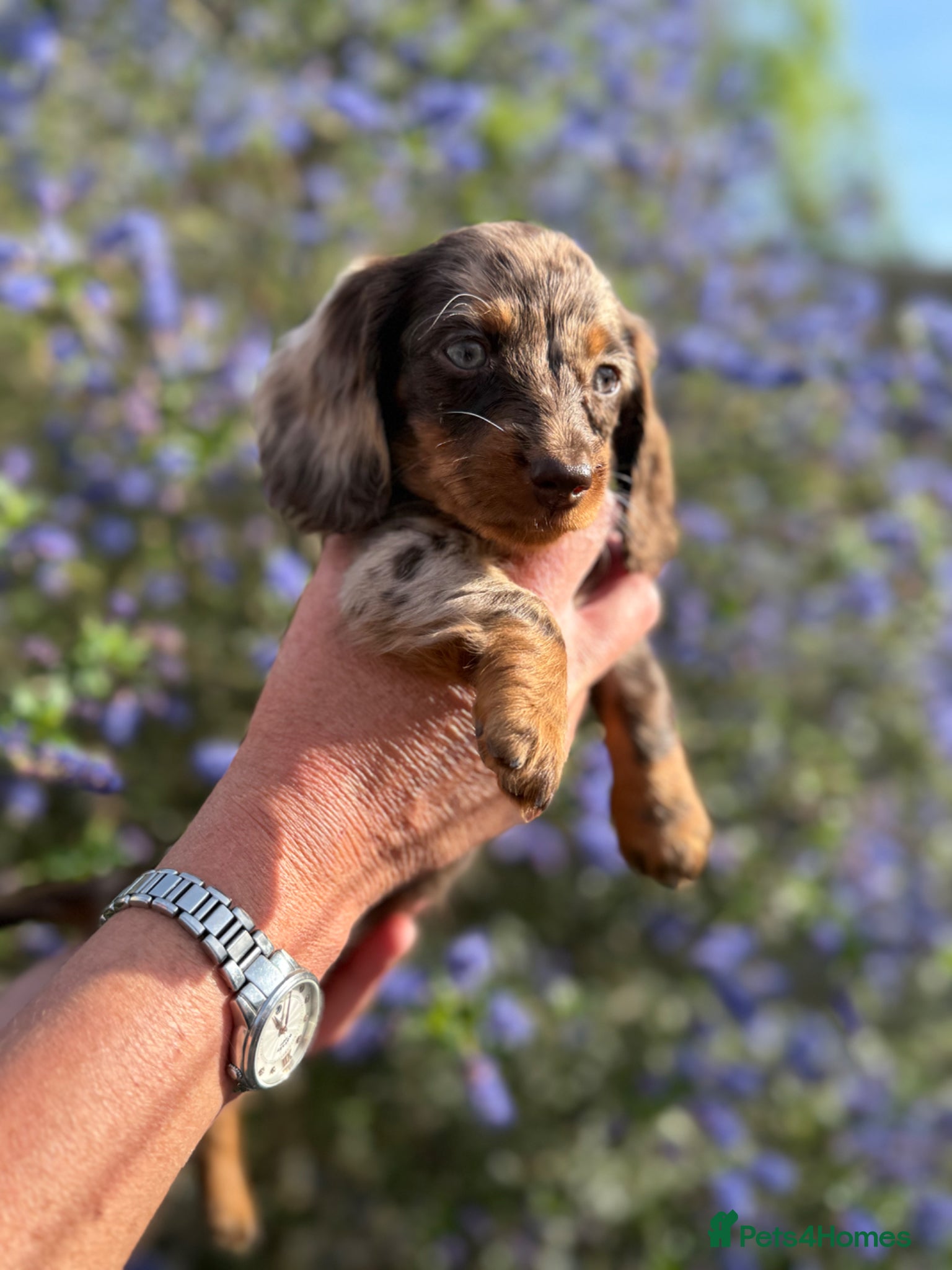 Dachshund dogs for sale: KEC REG MINIATURE LONG HAIRED dachshund puppies - Advert 1