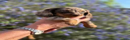 Dachshund dogs for sale: KEC REG MINIATURE LONG HAIRED dachshund puppies - Advert 1