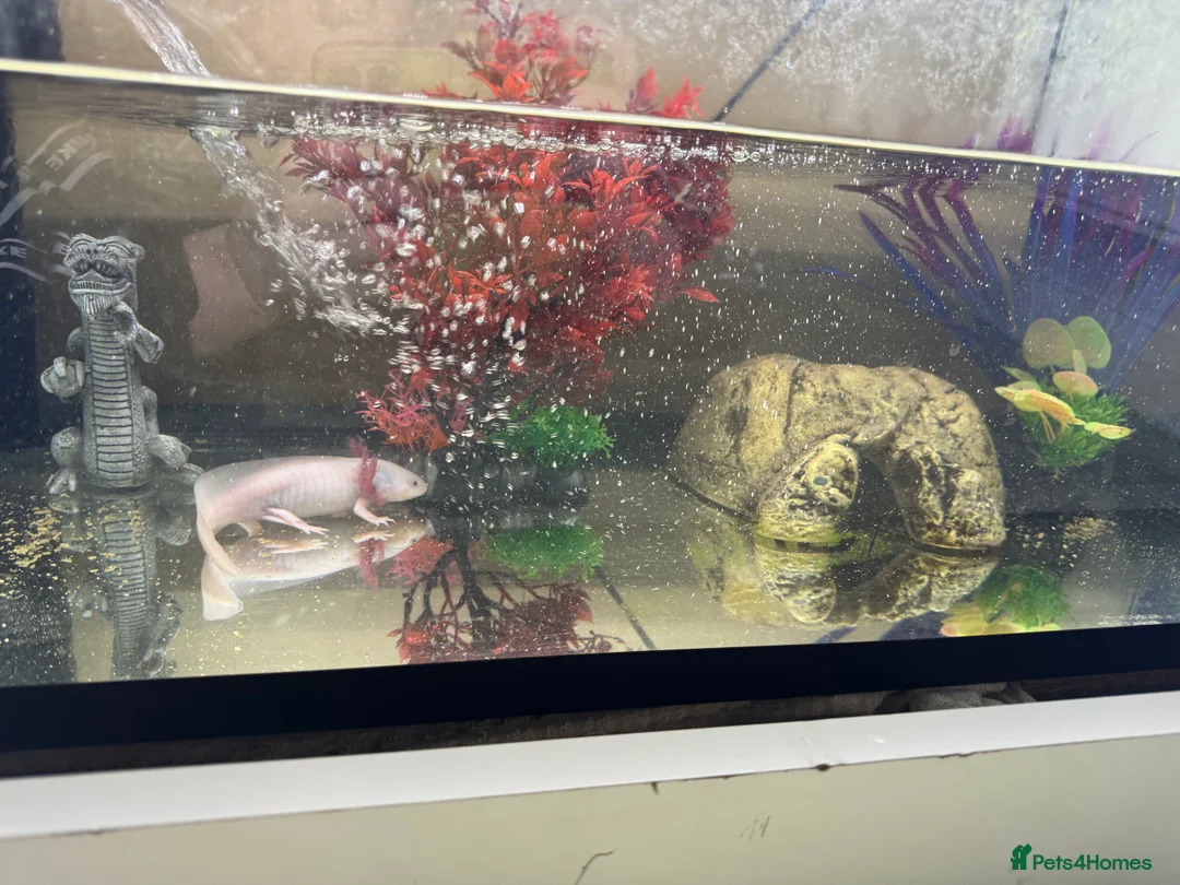 Other/Mixed Breed fish for sale: This is a leucistic axolotl  - Advert 1