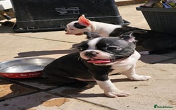 Boston Terrier dogs for sale: REDUCED!! Boston terriers DELIVERY!. - Image 1