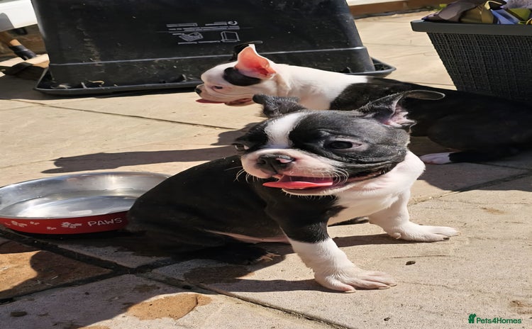 Boston Terrier dogs - Advert 1