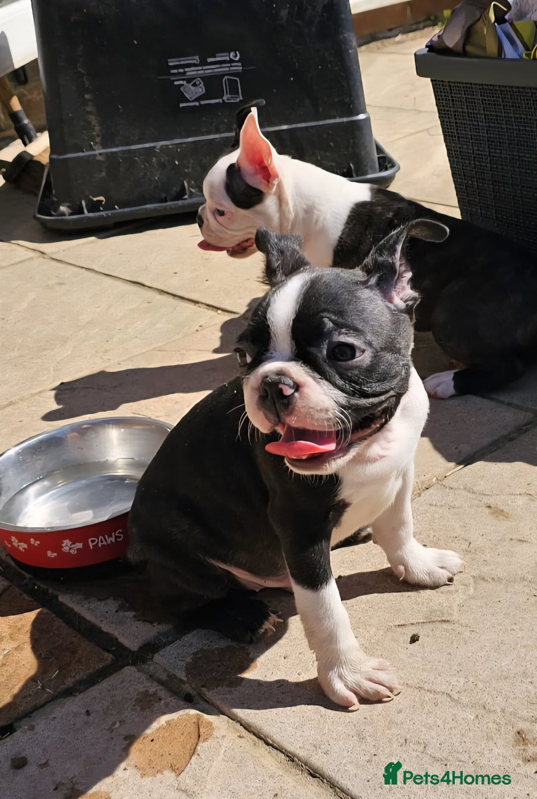 Boston Terrier dogs for sale: REDUCED!! Boston terriers DELIVERY!. - Image 1