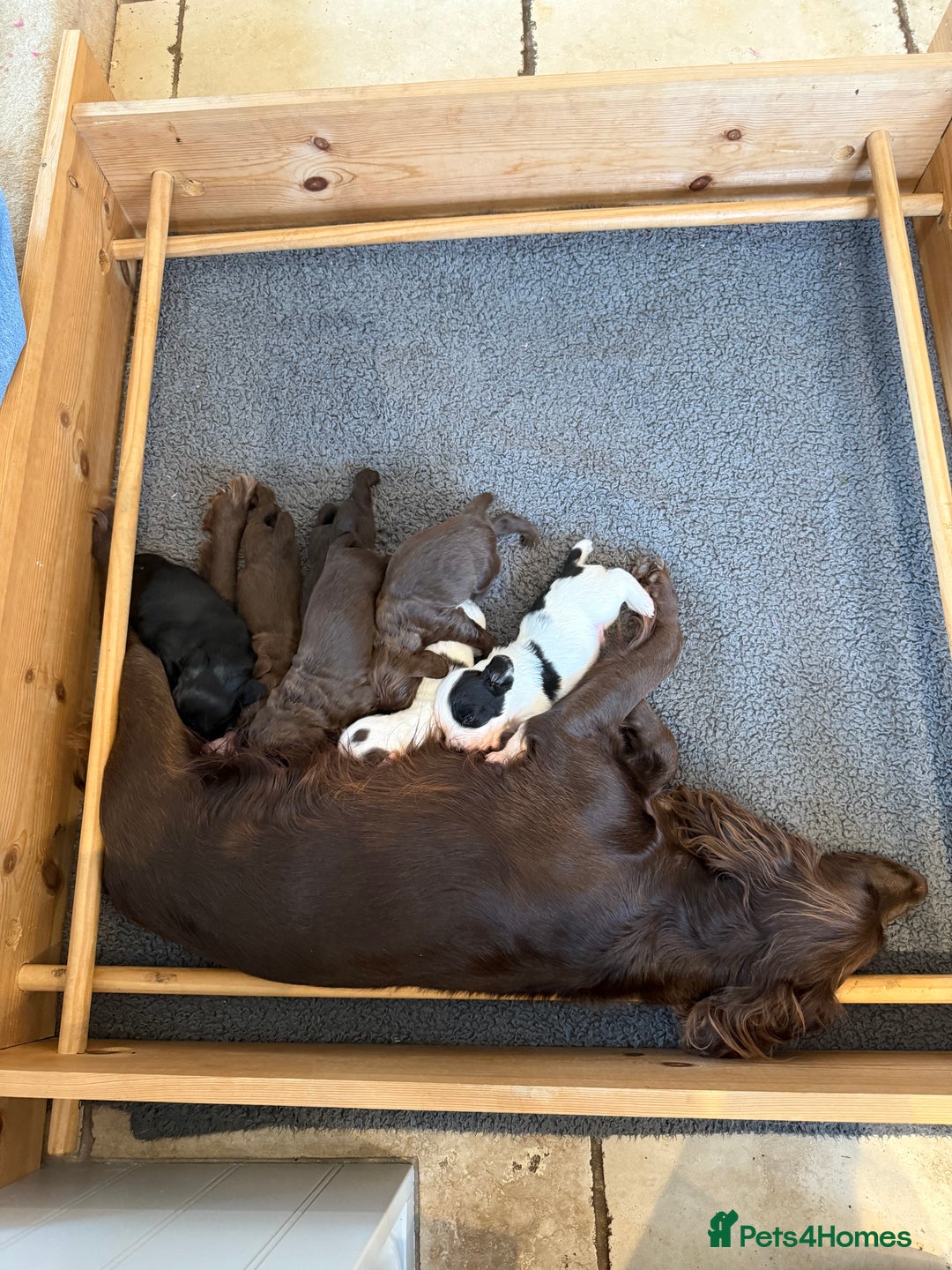 Sprocker dogs for sale: 4 Beautiful Boy Spaniels Left! - Advert 3