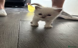 Ragdoll cats for sale: 2x Pair of Ragdol kittens Taunton local homes only - Image 3