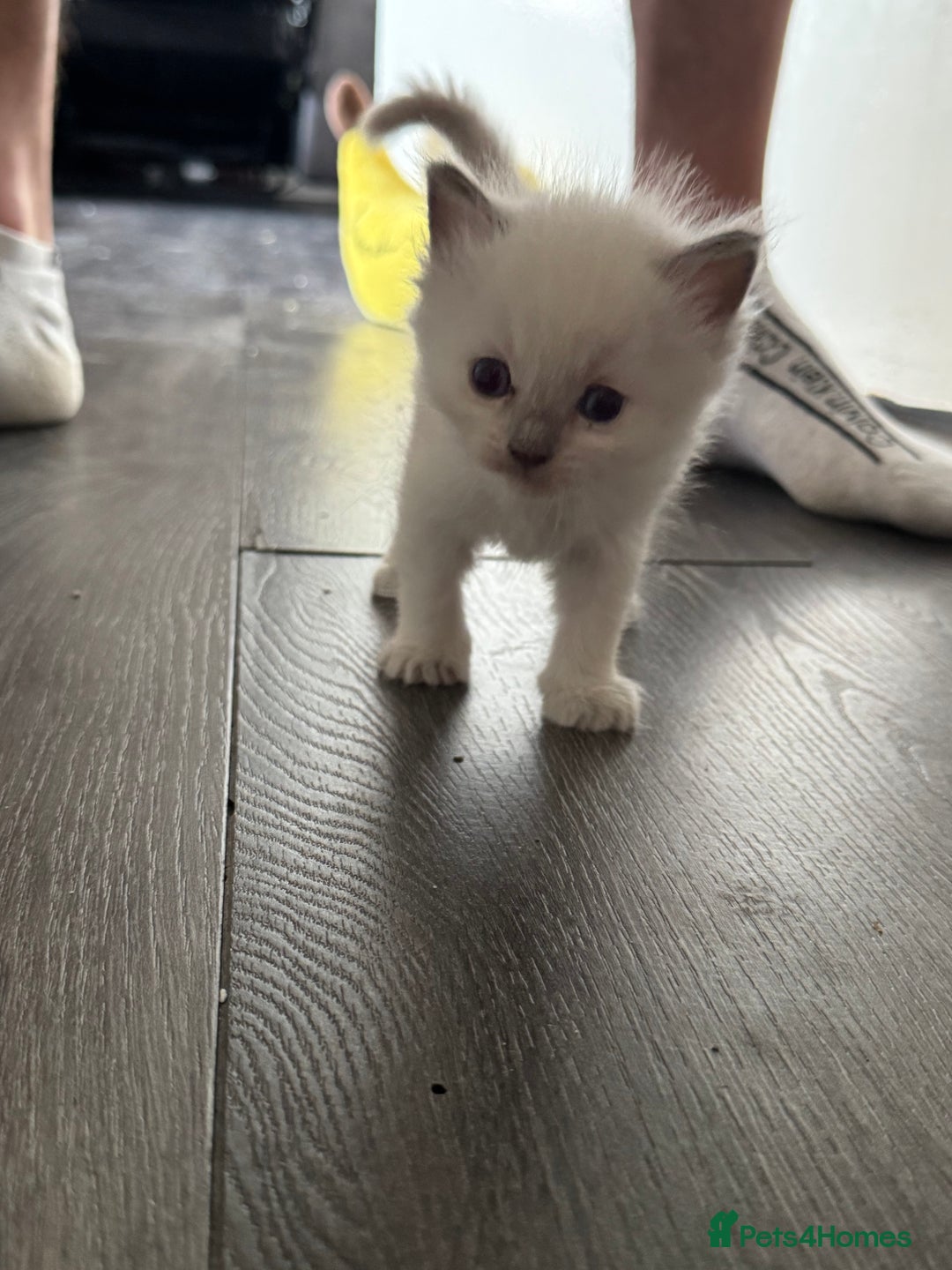 Ragdoll cats for sale: 2x Pair of Ragdol kittens Taunton local homes only - Image 3