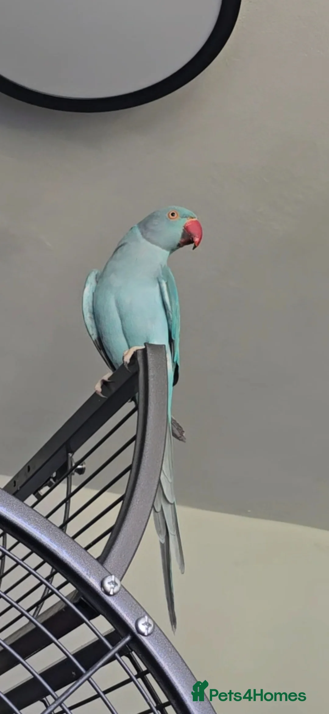 Ringnecks birds for sale: Blue male Ringneck for sale - Advert 2
