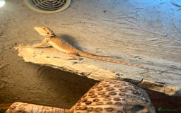 Bearded Dragon reptiles for sale: 1 Year Old Bearded Dragon for sale - Image 2