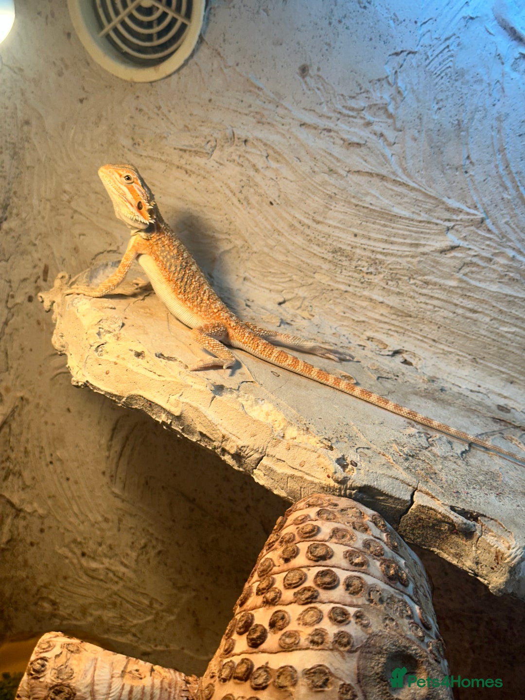 Bearded Dragon reptiles for sale: 1 Year Old Bearded Dragon for sale - Image 2