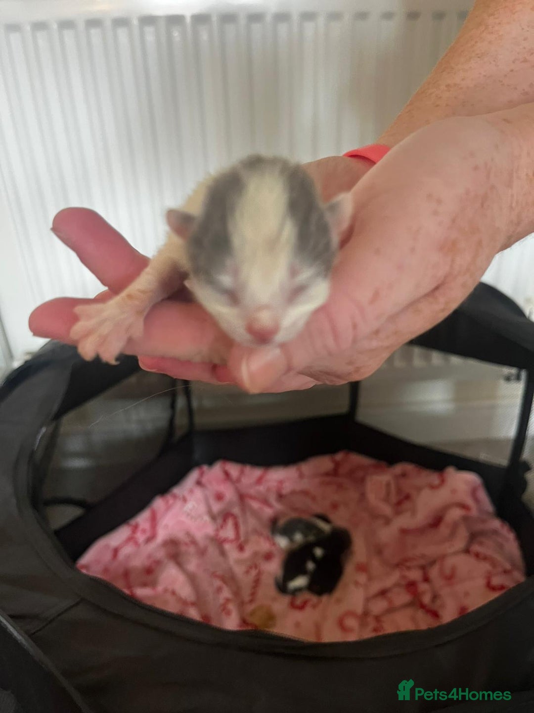 British Longhair cats for sale: 💕 Beautiful litter of BLH Kittens 💕 - Image 10