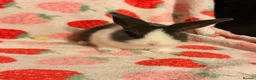 Dutch rabbits for sale: Dutch lops ready to reserve  - Advert 9