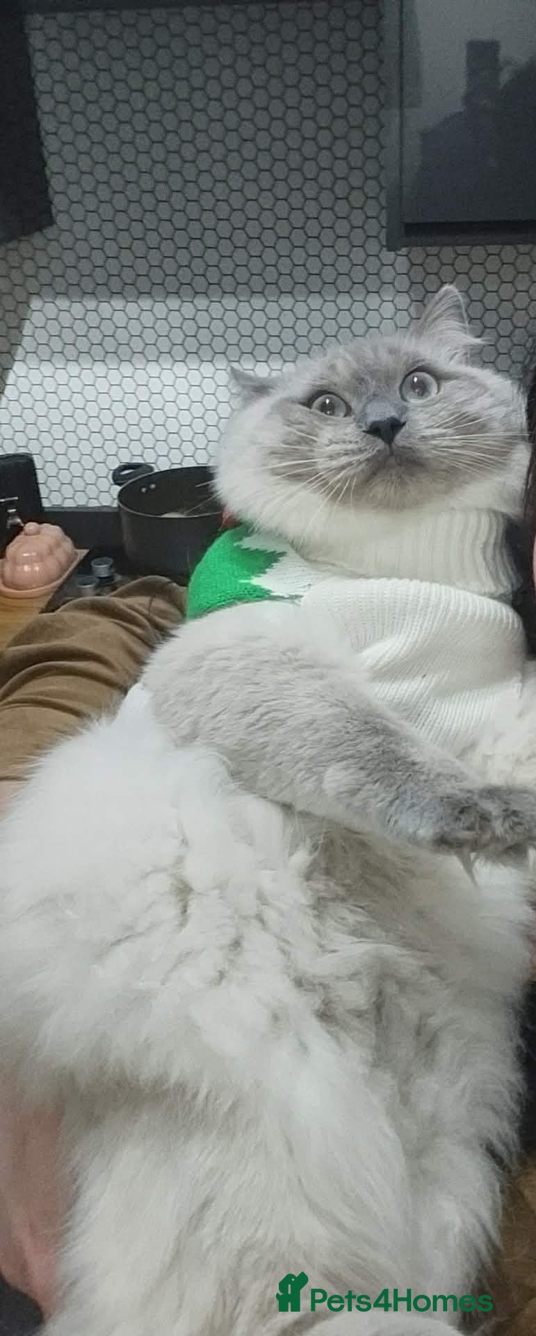 Ragdoll cats Loving Cat The Perfect Gentleman for Breeding! 😻 - Advert 1