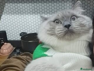 Ragdoll cats Loving Cat The Perfect Gentleman for Breeding! 😻 - Advert 1