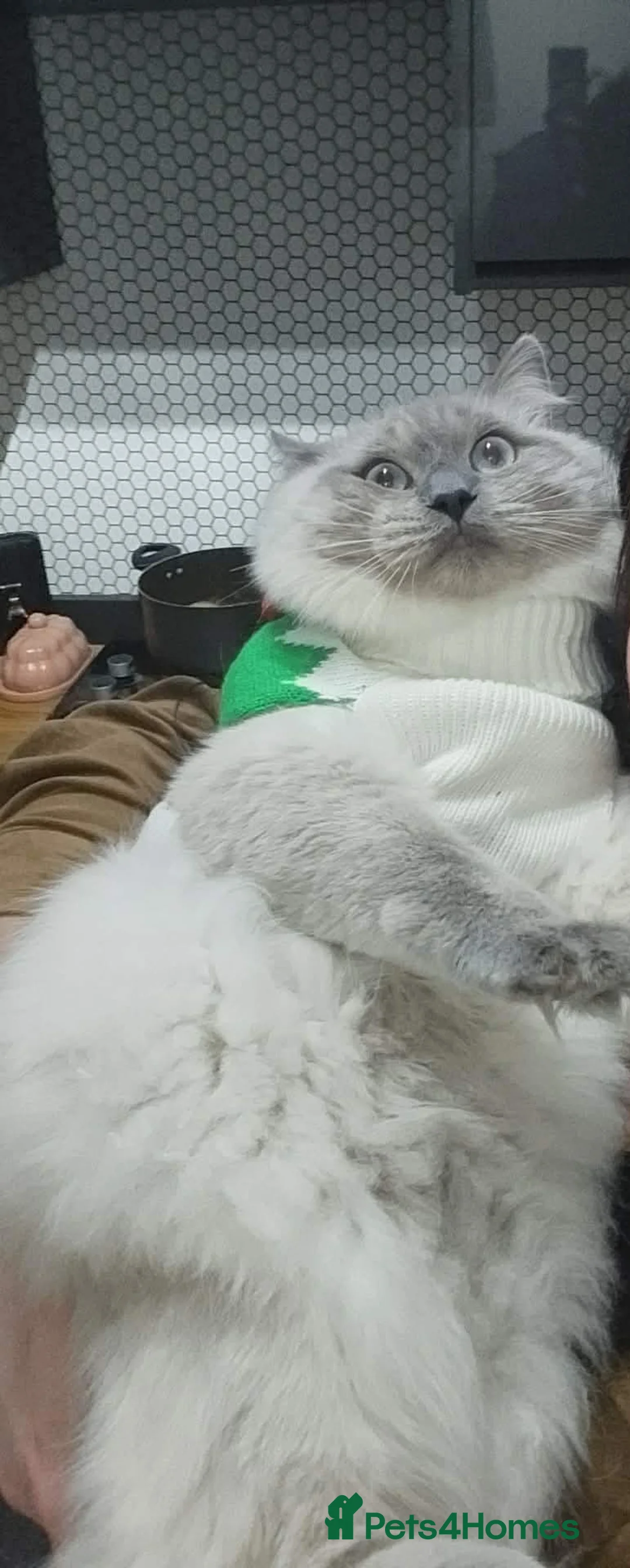 Ragdoll cats for stud: Loving Cat The Perfect Gentleman for Breeding! 😻 - Advert 1