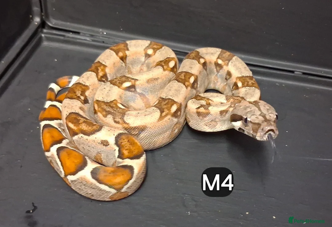 Boa Snake reptiles for sale: Boa constrictors Het IMG-BEA-Anery - Advert 2