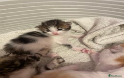 Bengal cats for sale: Mixed Bengal Kittens - Image 4