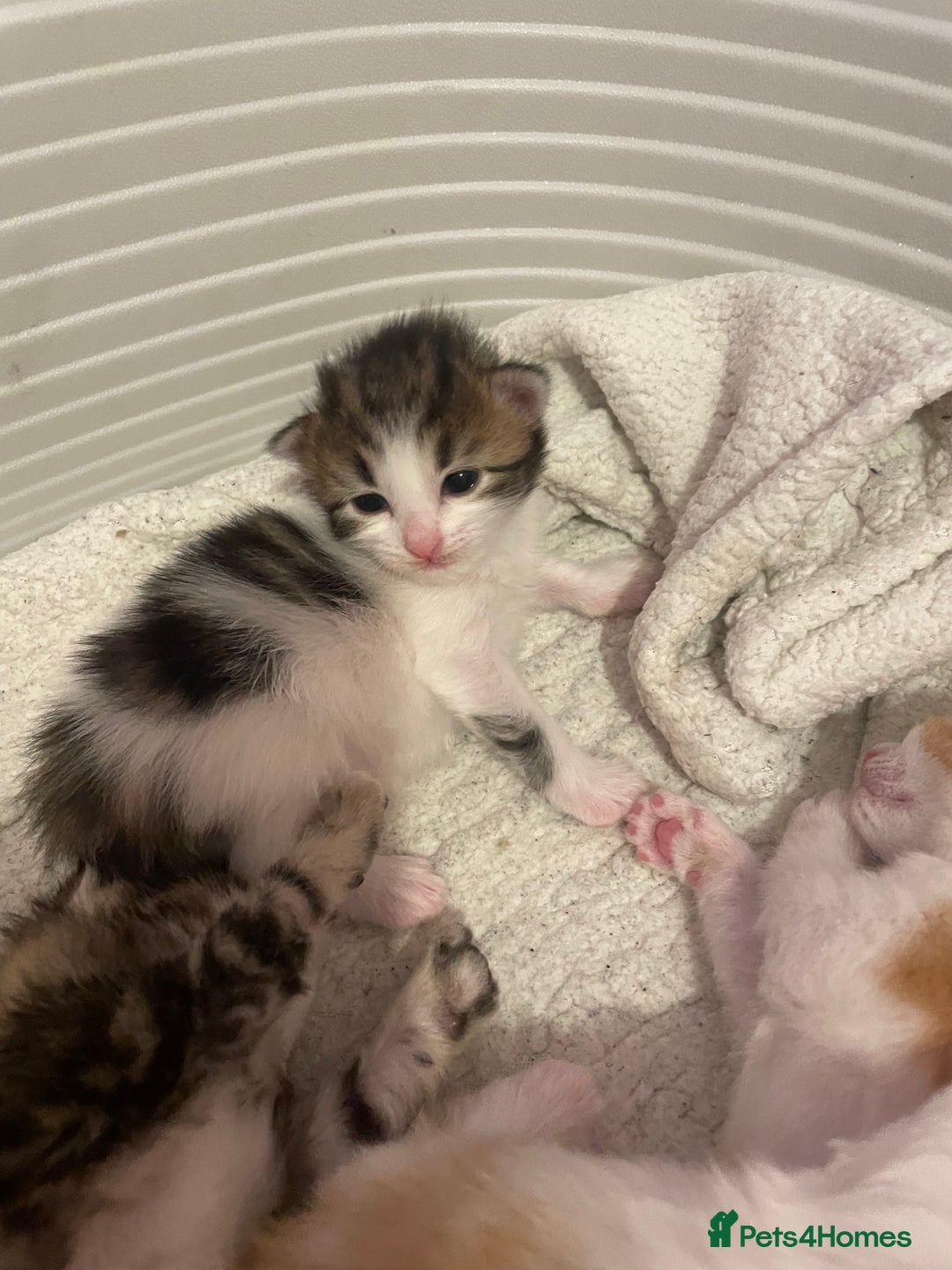 Bengal cats for sale: Mixed Bengal Kittens - Image 4