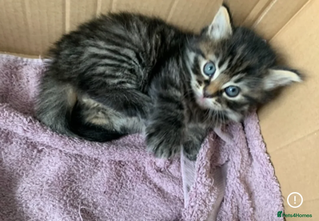 Turkish Angora cats for sale: 5 Turkish Angora kittens - 3 Girls/2 boys - Advert 18