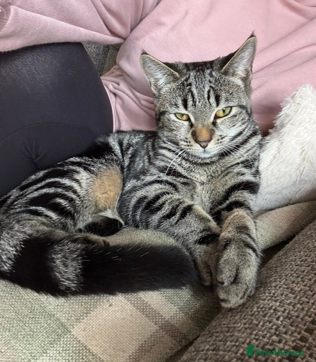 Mixed Breed cats for sale: Gorgeous green eyed 7 month old tabby kitten  - Advert 1