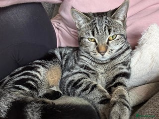 Mixed Breed cats Gorgeous green eyed 7 month old tabby kitten - Advert 1