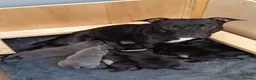 Staffordshire Bull Terrier dogs for sale: staffy puppies  - Advert 1