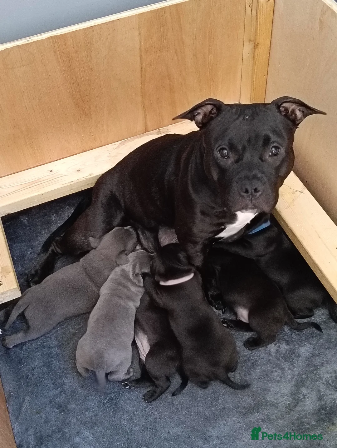 Staffordshire Bull Terrier dogs for sale: staffy puppies  - Advert 1