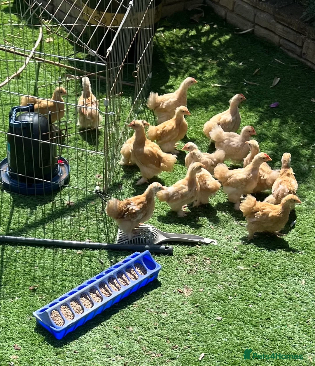 Chickens poultry for sale: 🐣Pekin Chicks and Silkie Chicks🐣 mixed colours  - Advert 1