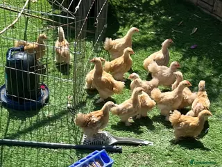 Chickens poultry 🐣Pekin Chicks and Silkie Chicks🐣 mixed colours - Advert 19