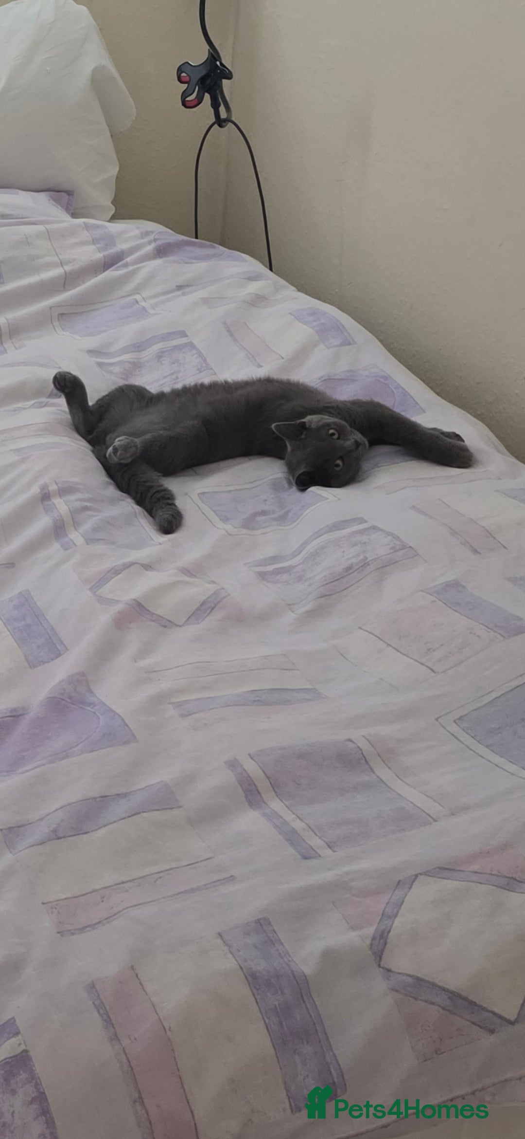 Scottish Fold cats for sale: Scottish Fold kittens  - Image 12