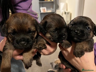 Border Terrier dogs - Advert 3