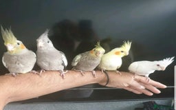 Cockatiels birds for sale: Handreard baby cockatiel  - Image 1