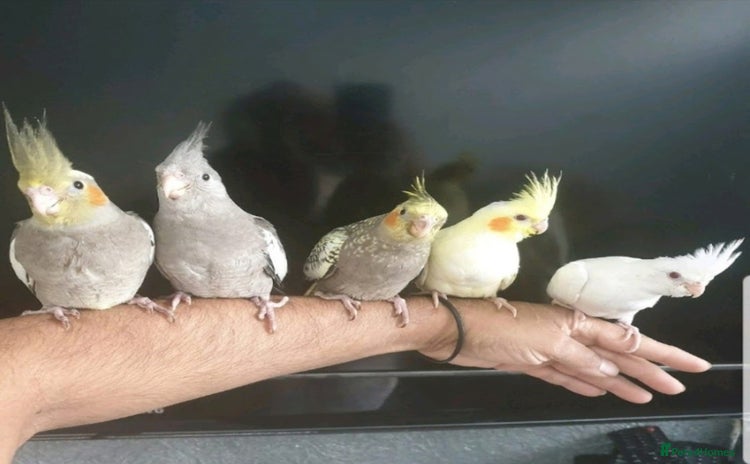 Cockatiels birds - Advert 1